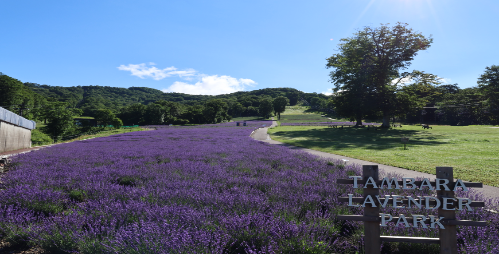 たんばらラベンダーパーク_499x254